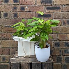 House Plant in Ceramic Pot