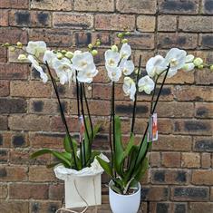 White Phalaenopsis Orchid in Ceramic Pot